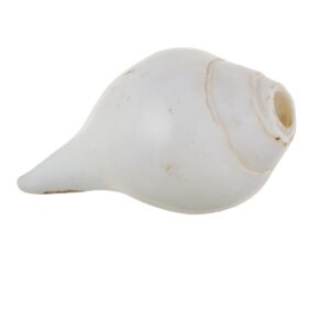Shankh Blowable Conch Sea Shell Around 9 CM